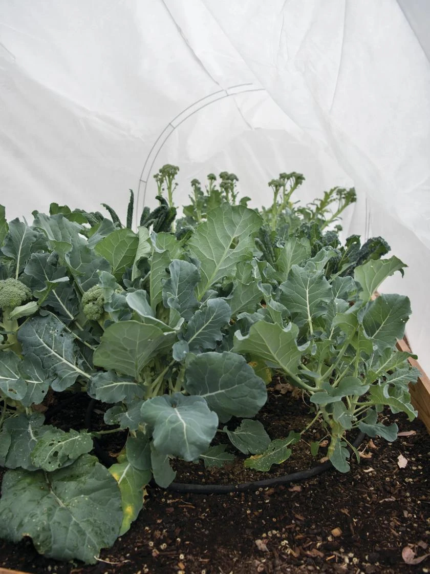 GardenQuilt Cover 3 GardenQuilt Cover