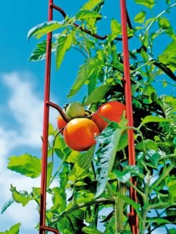 Tomato Ladders, Set Of 3 -Garden Care Shop 38185 003E tif