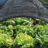 Shade Nets 2 Shade Nets -Garden Care Shop 38556 0191 tif