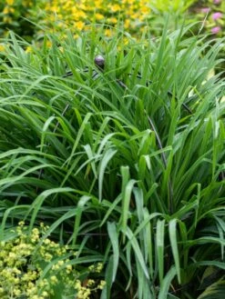 Jardin Bird Cage Support, 26" 9 Jardin Bird Cage Support, 26" -Garden Care Shop 39 521 0073 tif