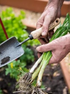 Gardener's Lifetime Trowel 10 Gardener's Lifetime Trowel -Garden Care Shop 8586972 3286 tif