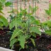 Pepper And Eggplant Cages, Set Of 3 2 Pepper And Eggplant Cages, Set Of 3 -Garden Care Shop 8587048 1073 tif