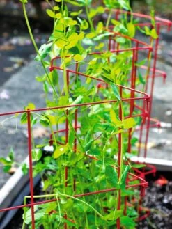 Expandable Pea Trellis -Garden Care Shop 8587061 100 tif