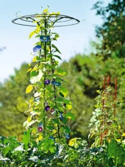 Essex Tuteur, 78" -Garden Care Shop 8587861 5028 tif