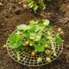 Strawberry Supports, Set Of 6 -Garden Care Shop 8587970 1039 tif