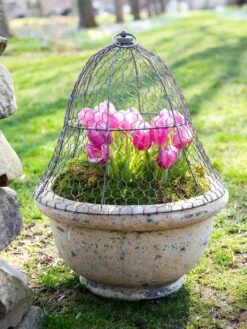 Chicken Wire Cloche -Garden Care Shop 8590210 021 tif