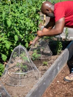 Chicken Wire Cloche With Extension 18 Chicken Wire Cloche With Extension -Garden Care Shop 8590210 0442 tif