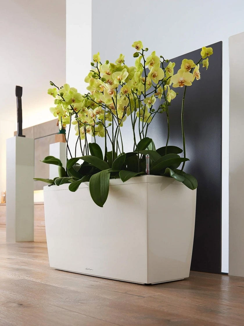 Lechuza® Cararo Rectangular Indoor Planter With Casters 3 Lechuza® Cararo Rectangular Indoor Planter With Casters