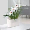 Lechuza® Delta Self-Watering Windowsill Planters 2 Lechuza® Delta Self-Watering Windowsill Planters -Garden Care Shop 8590298 03V tif
