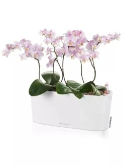 Lechuza® Delta Self-Watering Windowsill Planters 11 Lechuza® Delta Self-Watering Windowsill Planters -Garden Care Shop 8592361 02V tif