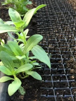 Cat Scat Mat 10 Cat Scat Mat -Garden Care Shop 8592448 03CUST tif