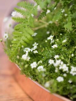 Large Round Copper Plant Tray, 14" -Garden Care Shop 8593531 4553 tif