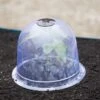 Medium Garden Cloches, Set Of 6 -Garden Care Shop 8593985 347 tif
