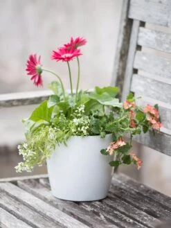 Viva Round Self-Watering Planter, 7" Diameter 10 Viva Round Self-Watering Planter, 7" Diameter -Garden Care Shop 8595222 1139 tif