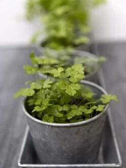 Galvanized Herb Planters With Rectangular Tray -Garden Care Shop 8595903 advice 1777 tif