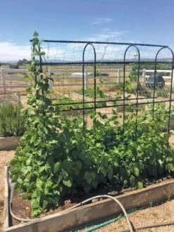 Titan Pea Tunnel -Garden Care Shop 8596275 01CUST tif