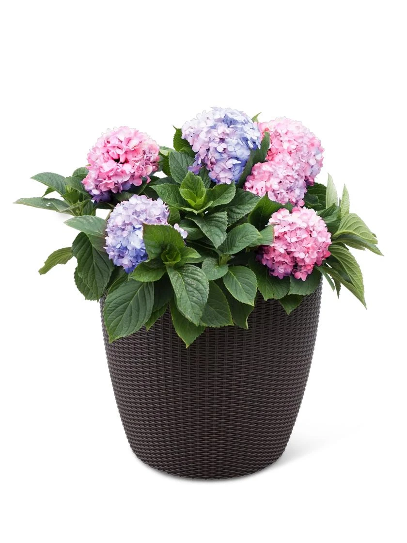 Weave Self-Watering Round Planter, 17" White 4 Weave Self-Watering Round Planter, 17" White - Image 2