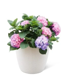 Weave Self-Watering Round Planter, 17" White 7 Weave Self-Watering Round Planter, 17" White -Garden Care Shop 8598372 3002 tif