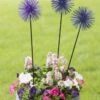 Everbloomin' Alliums, Set Of 3 -Garden Care Shop 8598435 9007 tif
