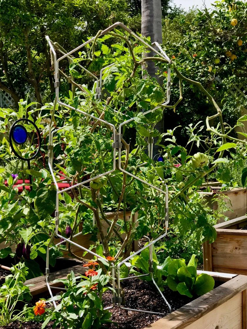 Gardener's Vertex Lifetime Pepper And Eggplant Cage 6 Gardener's Vertex Lifetime Pepper And Eggplant Cage - Image 4