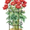 Titan Peony Supports, Medium, Set Of 2 1 Titan Peony Supports, Medium, Set Of 2 -Garden Care Shop 8599858 0001 art tif