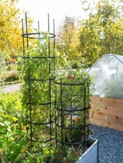 Titan Tomato Cages, Set Of 3 10 Titan Tomato Cages, Set Of 3 -Garden Care Shop 8599861 0106 tif