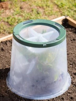 Sunny Forcing Cloches, Set Of 3 12 Sunny Forcing Cloches, Set Of 3 -Garden Care Shop 8600075 0734 tif