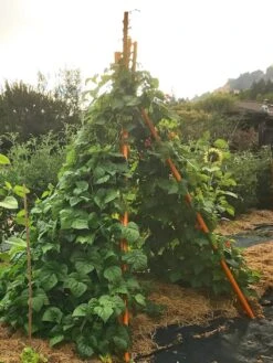 Annabel Tipi Trellis -Garden Care Shop 8600521 02V tif