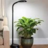 Agrobrite Floor LED Plant Lamp -Garden Care Shop 8608870 0308 tif