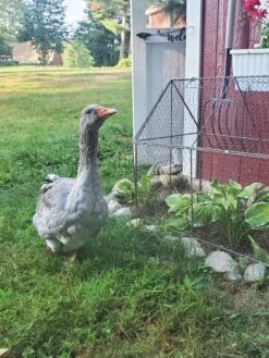Chicken Wire Crop Coop -Garden Care Shop 8609080 02IN tif