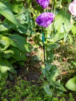 Best Seller 13 Peacock Mini Plant Support Rings 8", Set Of 2