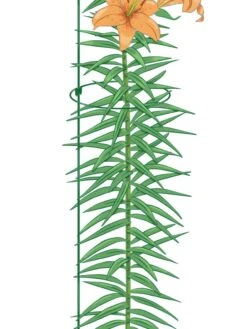 Best Seller -Garden Care Shop 8610388 Peacock8x36 tif