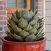 Desert Steel Artichoke Agave Sculpture 1 Desert Steel Artichoke Agave Sculpture -Garden Care Shop 8610761 01v desert steel artichoke agave