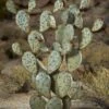 Desert Steel Prickly Pear Cactus Sculpture, Grande -Garden Care Shop 8610769 02v desert steel prickly pear cactus grande