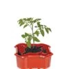Deluxe Tomato Halos, Set Of 2 1 Deluxe Tomato Halos, Set Of 2 -Garden Care Shop 8612045 2009 tif