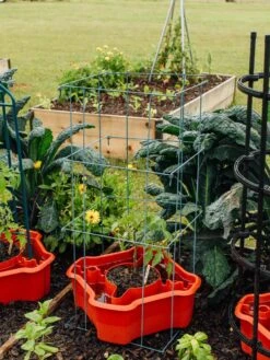 Deluxe Tomato Halos, Set Of 2 17 Deluxe Tomato Halos, Set Of 2 -Garden Care Shop 8612045 226 tif