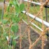 Coco Trellis Netting, 4' X 15' -Garden Care Shop 8612050 1124 tif