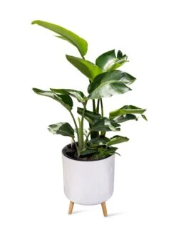 Ava Self-Watering Round Planter -Garden Care Shop 8612692 0002