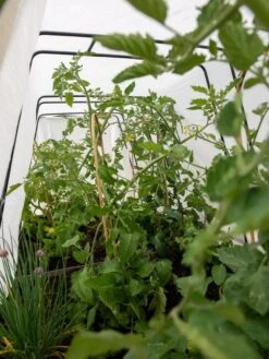 Cotton All Purpose Garden Cover 10 Cotton All Purpose Garden Cover -Garden Care Shop 8612815 0039 tif