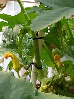 Farmyarn® Multipurpose Garden Tie, 2 Pack 17 Farmyarn® Multipurpose Garden Tie, 2 Pack -Garden Care Shop 8612948 01v