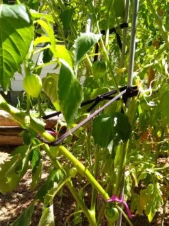 Farmyarn® Multipurpose Garden Tie, 2 Pack 16 Farmyarn® Multipurpose Garden Tie, 2 Pack -Garden Care Shop 8612948 02v