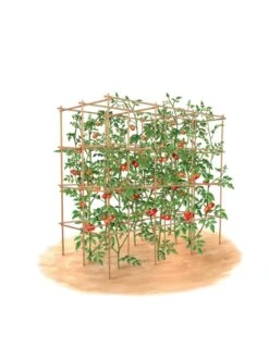 Tomato Six Pack Support -Garden Care Shop 8613143 art flat