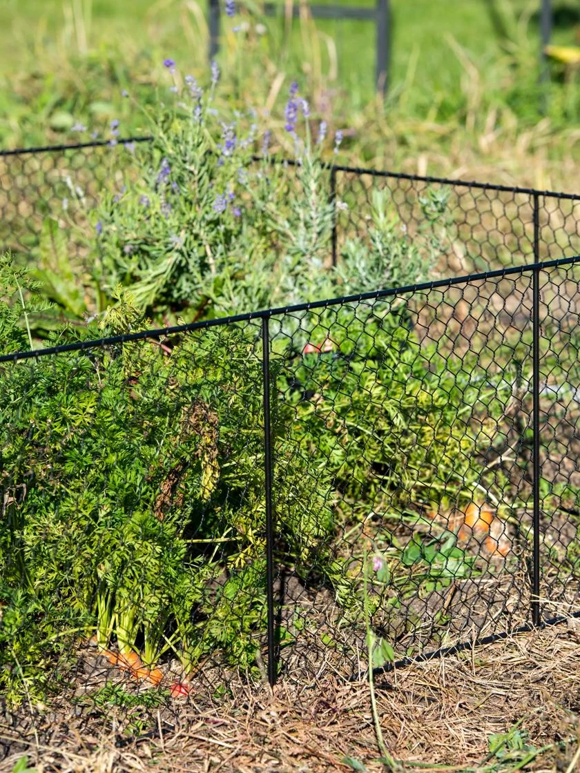 Chicken Wire Critter Fence, 16" High 5 Chicken Wire Critter Fence, 16" High - Image 3