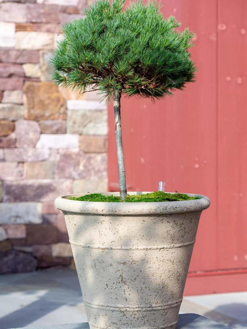 Self-Watering LavaStone® Anson Pot 4 Self-Watering LavaStone® Anson Pot - Image 2