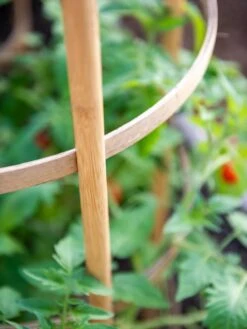 Bamboo Tomato Cages, Set Of 3 -Garden Care Shop 8613426 6924