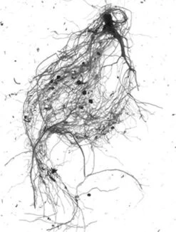 GrowLab® Compact Tabletop Light Garden With Classroom Guide -Garden Care Shop gstrootscan 01